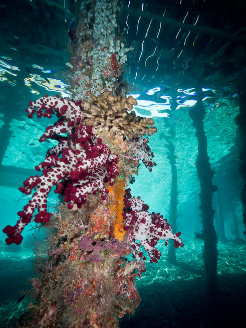 Pylons and Soft Corals - Arborec Jetty