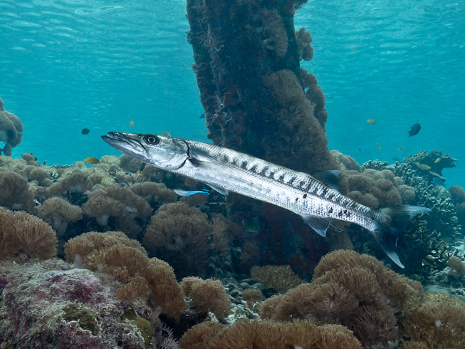 Resident 'Cuda - Arborec Jetty