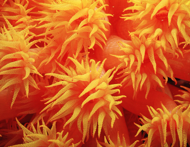 Tubastrea Coral