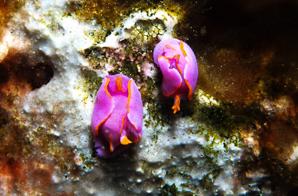 Ornate Sagaminopteron Nudibranch