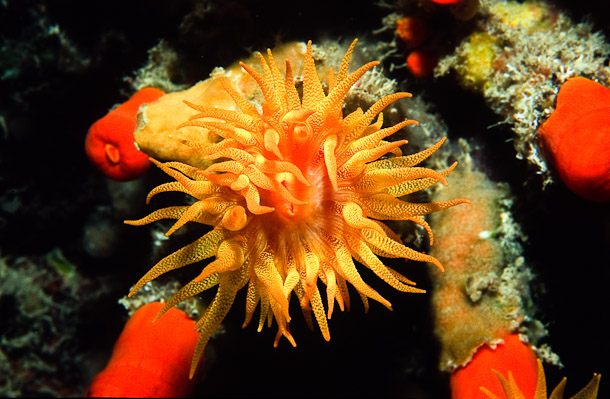 Tubastrea Coral