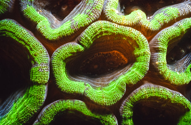 Coral Detail