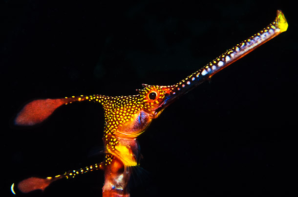 Portrait of a Weedy Seadragon