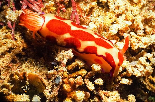 Chromodoris spp Nudibranch