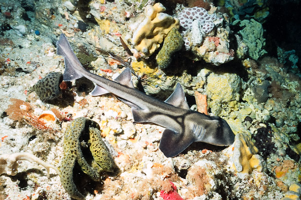 Port Jackson Shark