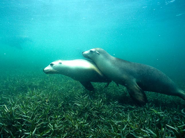 'Just friends' - Jurien Bay, WA