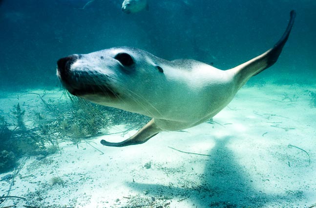 'Finbender' - Jurien Bay, WA