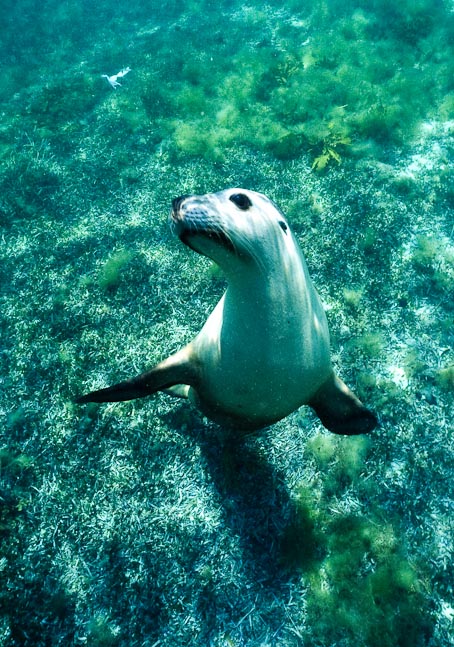 'Hmmmm' - Jurien Bay, WA