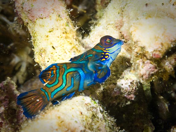 Mandarinfish - Wainilu