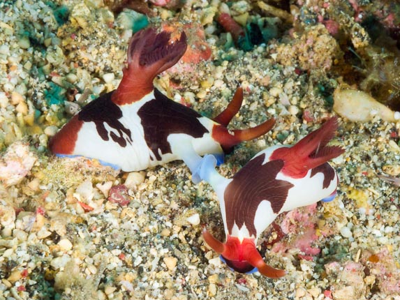 Chamberlains Nembrotha - Reproduction Reef