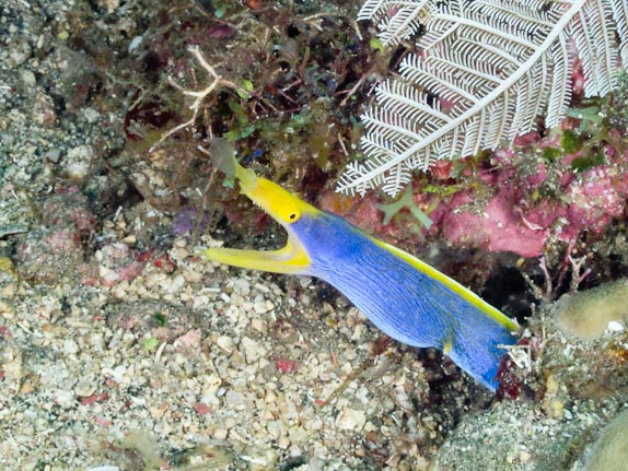Blue Ribbon-eel - Reproduction Reef