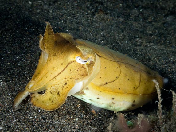 Cuttlefish - Tanjung Manggeromo