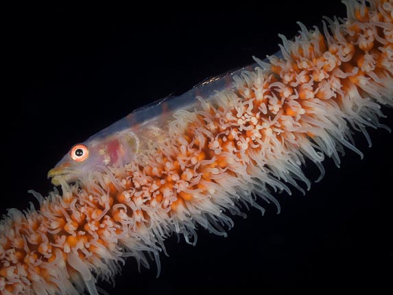 Whip-goby - Bonto Reef