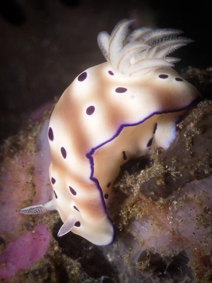 Chromodoris spp - Bonto Reef
