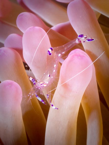Anemone shrimp - Bonto Reef