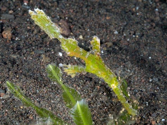 Robust ghost pipefish - Techno Reef