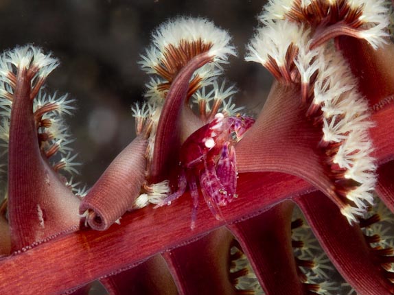 Crab in Sea-pen - Techno Reef