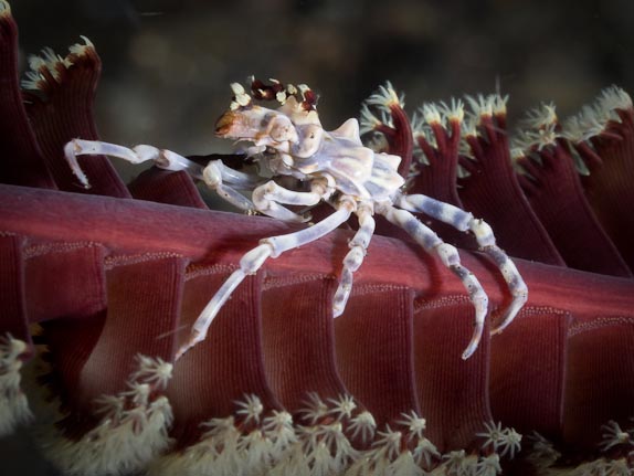 Sea-pen crab - Techno Reef
