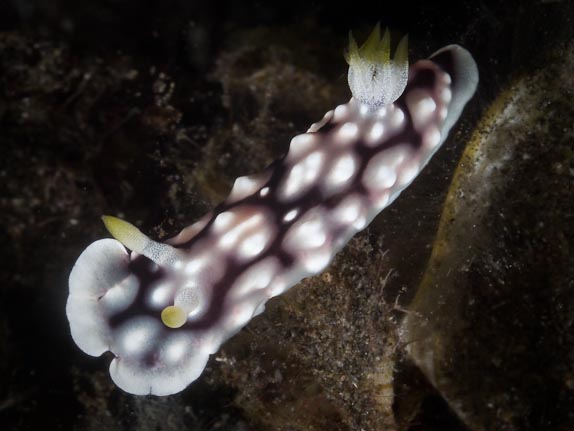 Geometric Chromodoris - Bonto Reef