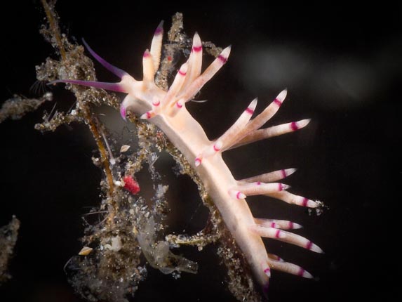 Flabellina spp - Bonto Reef