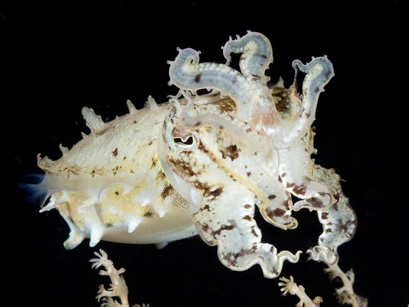 Cuttlefish - Bonto Reef
