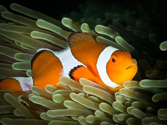 Anemonefish - The Estuary