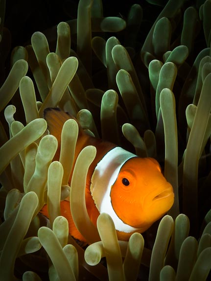 Anemonefish - The Estuary