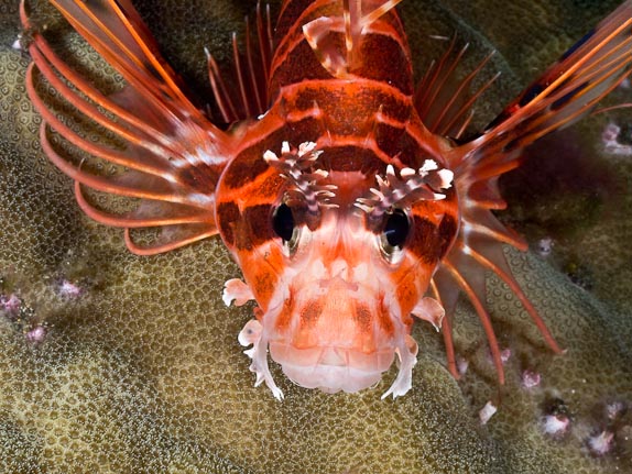 Lionfish - The Estuary
