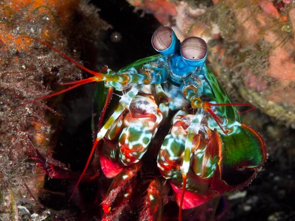 Mantis shrimp - Hot Rocks
