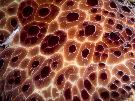 Nudibranch Texture - Hot Rocks