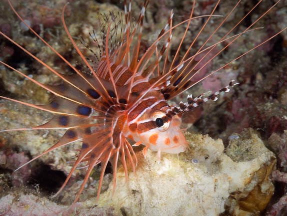 Lionfish at night - Banta Bay