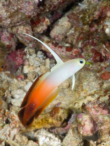Fire Dartfish - Tanjung Oiunki
