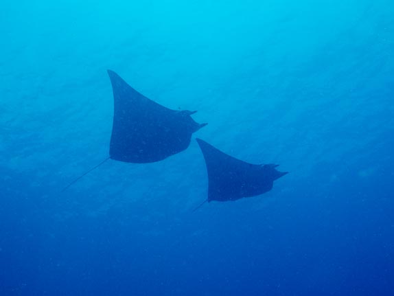 Mobula Rays - Tanjung Boko