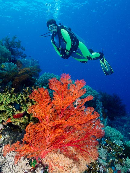 Sea -fan - Crystal Bommie