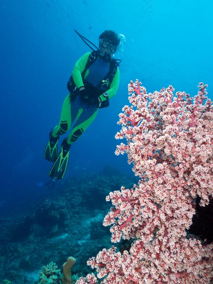 Soft Coral - Gili Lawa Derat Is