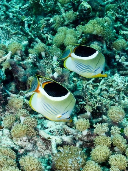 Saddled Butterflyfish - Cauldron