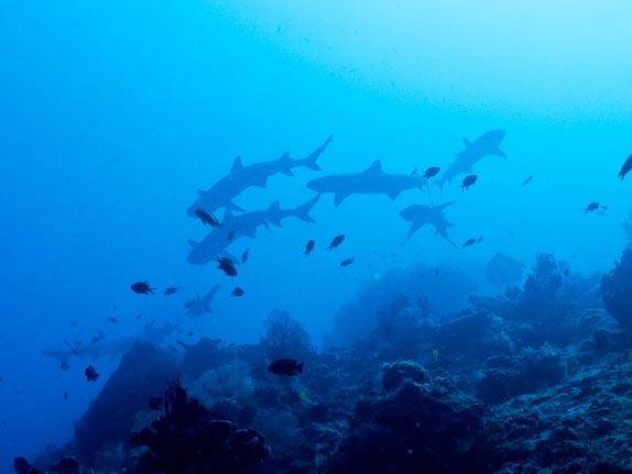 Shark Melee - Castle Rock