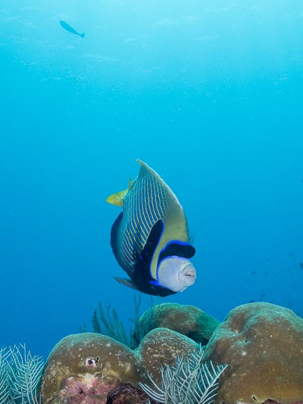 Emperor Angelfish - Castle Rock