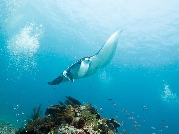 Manta - Kerang Makassar