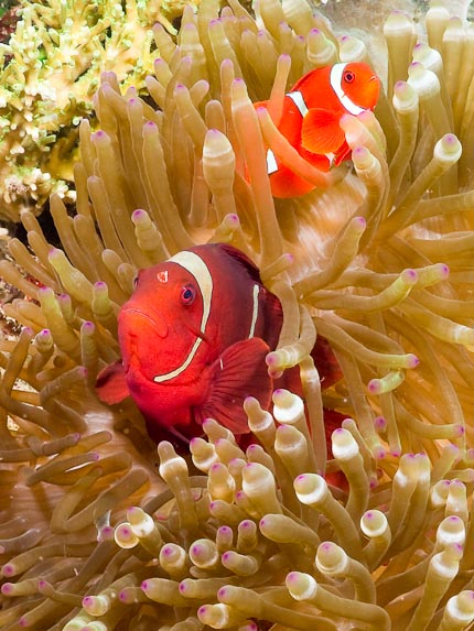Spine-cheek Anemonefish - Sebayor Besar