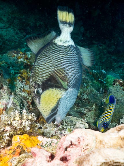 Titan Triggerfish - Sebayor Besar