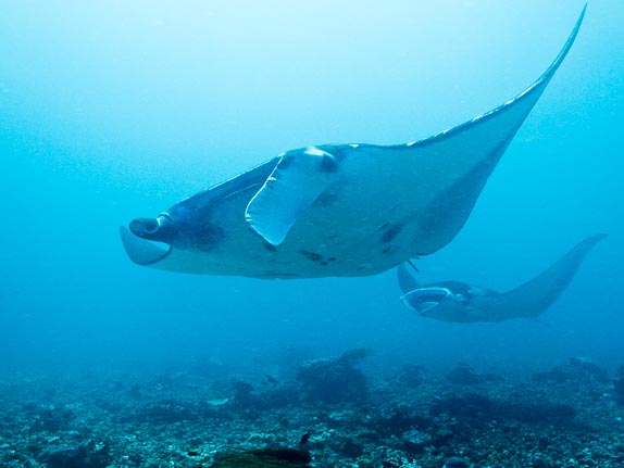 Manta - Kerang Makassar