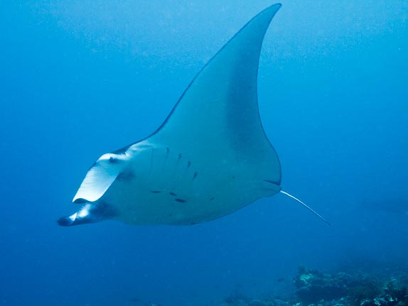 Manta - Kerang Makassar