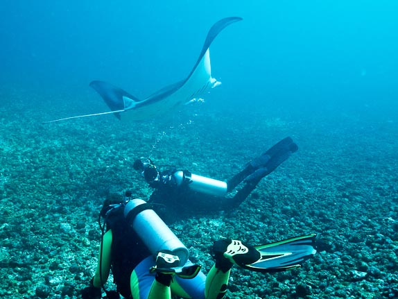 Manta - Kerang Makassar
