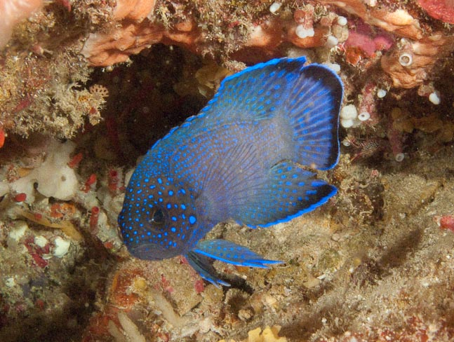Western Blue Devil - Rottnest, WA