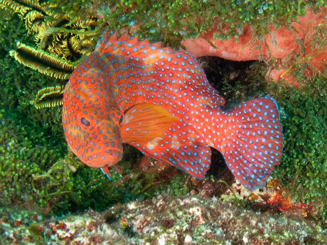 Grumpy Grouper - Meils Reef, PNG