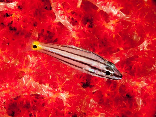 Toothy Cardinalfish - Resdorf Island, PNG