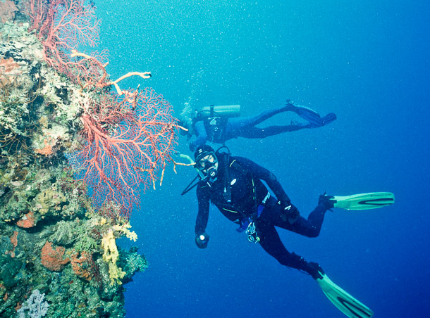 Mike and Gorgonian - Kiyosumi Maru