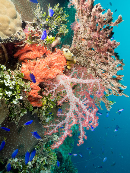 Corals - Kiyosumi Maru