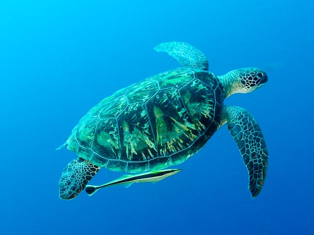 Turtle in Blue - Lekuan II, Sulawesi, Indonesia